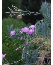 Dianthus fruticosus