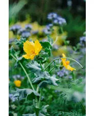 Beth Chatto Greetings Card