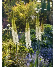 Eremurus himalaicus (DB)
