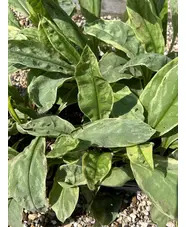 Pulmonaria 'Gavin Compton'