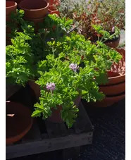 Pelargonium 'Attar of Roses'