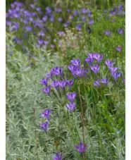 Triteleia laxa