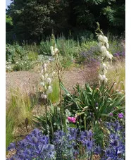 Yucca filamentosa