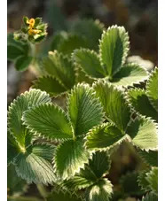 Potentilla atrosanguinea var. argyrophylla