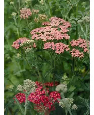 Achillea 'Fanal'