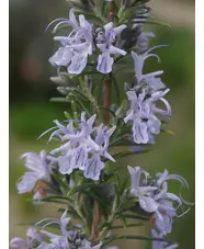 Salvia rosmarinus 'Miss Jessopp's Upright'