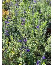 Salvia 'Fannette'