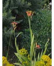 Iris domestica