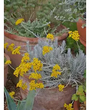 Helichrysum stoechas 'White Barn'