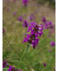 Betonica officinalis