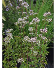 Origanum laevigatum ex Chatto White Herrenhausen