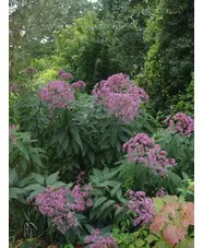 Eutrochium maculatum (Atropurpureum Group) 'Riesenschirm'