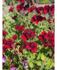 Pelargonium 'Voodoo'