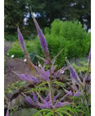 Veronicastrum sibiricum