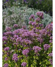 Origanum vulgare 'Pink Thumbles'
