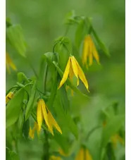 Uvularia grandiflora