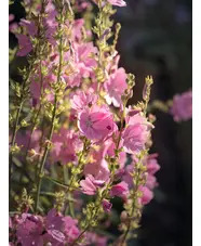 Sidalcea 'My Love'
