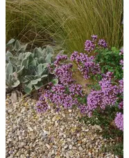 Origanum laevigatum 'Herrenhausen'