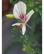 Pelargonium longicaule