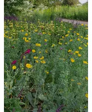 Glaucium flavum