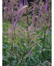 Veronicastrum virginicum 'Fascination'
