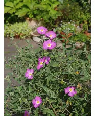 Cistus x argenteus 'Peggy Sammons'