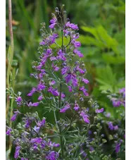 Teucrium orientale