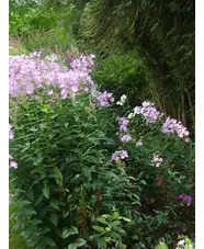 Phlox paniculata mixed
