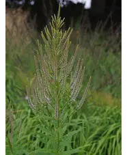 Veronicastrum virginicum