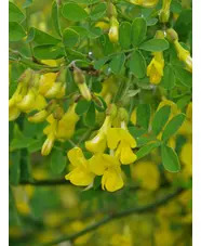 Hippocrepis emerus