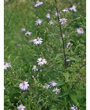 Symphyotrichum 'Primrose Path'
