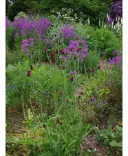 Cirsium rivulare 'Atropurpureum'
