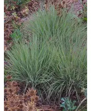 Schizachyrium scoparium