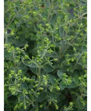 Origanum 'Jekka's Spice'