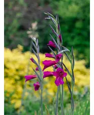 Gladiolus communis subsp. byzantinus