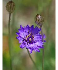 Catananche caerulea