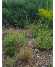 Festuca amethystina