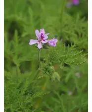 Pelargonium denticulatum 'Filicifolium'