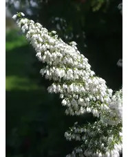 Erica arborea