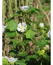 Kitaibela vitifolia