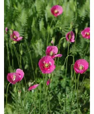 Papaver dubium subsp. lecoqii 'Albiflorum'