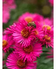 Symphyotrichum novae-angliae 'Andenken an Alma P&ouml;tschke'