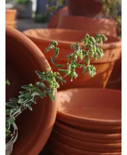 Origanum 'Jekka's Spice'