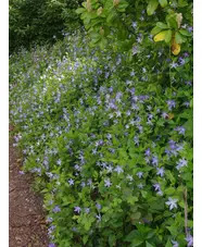 Vinca difformis subsp. sardoa
