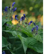 Strobilanthes atropurpurea
