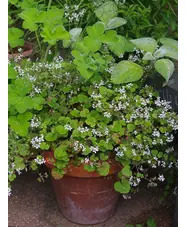 Pelargonium australe