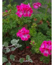 Pelargonium 'Paton's Unique' 