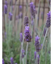 Lavandula dentata