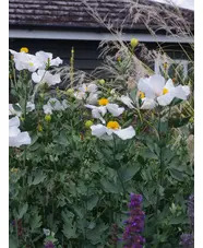 Romneya coulteri