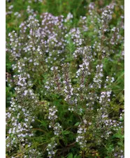 Herb - Thyme (Thymus vulgaris)